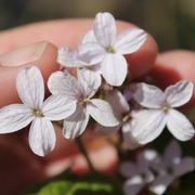 Mond-&Nachtviole Mond-&Nachtviole